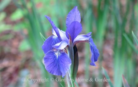 Iris sibirica 'Caesar's Brother'