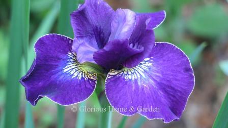 Iris sibirica 'Crimson Cloisonne'