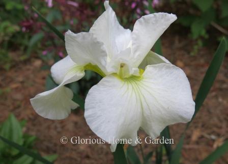 Iris sibirica 'Moon Dazzle'