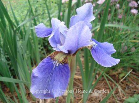 Iris sibirica 'Orville Fay'