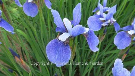 Iris sibirica 'Placid Waters'