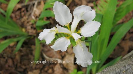 Iris tectorum var. 'Alba'