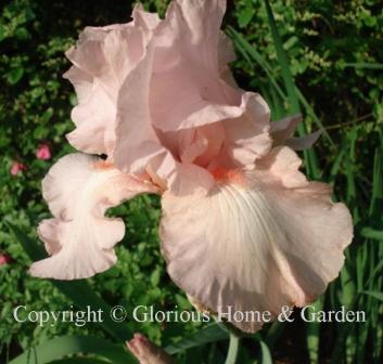 Iris germanica 'Vanity' is a luscious pink tall bearded iris with ruffled pink standards and falls and a darker pink beard.