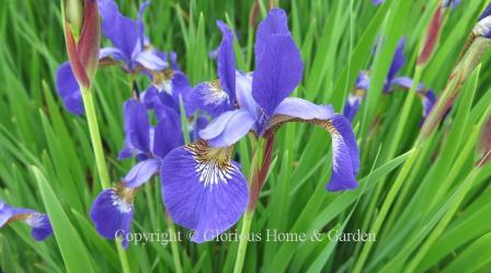 Iris versicolor
