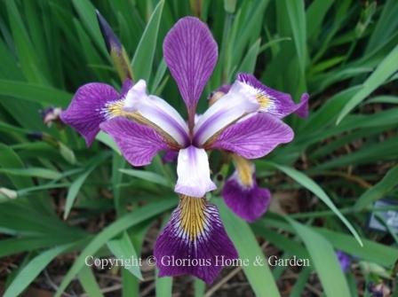 Iris versicolor 'John Wood'