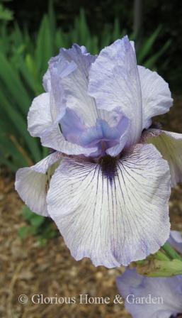 Arilbred iris 'Walker Ross'