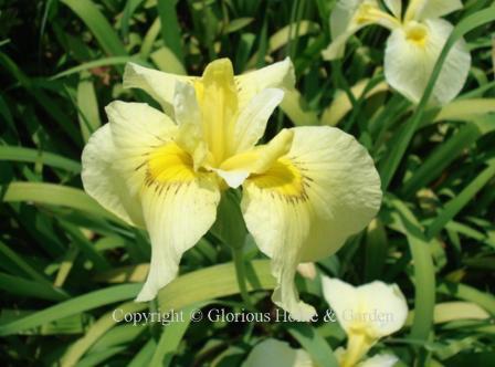 Iris x pseudata 'Aichi-no-Kagayaki' has light yellow standards; the darker yellow falls have darker yellow signals with brown "eyelash" markings.