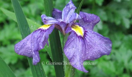 Iris x pseudata 'Shiryukyo'has purple standards and falls with darker purple veins and deeper purple eyelashes radiating from the yellow signals.