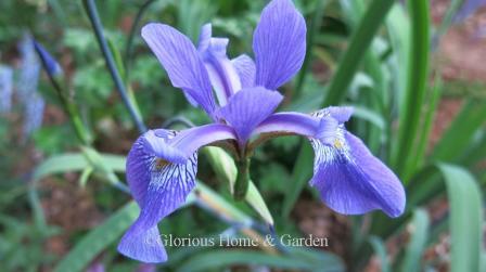 Iris x robusta 'Gerald Darby' has deep violet flowers.  Blooms for quite a long time with multiple buds per stem.