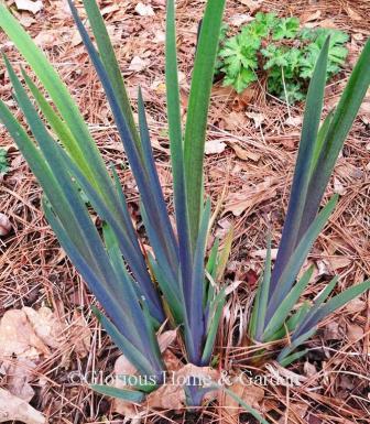 Iris x robusta 'Gerald Darby' foliage is purple as it emerges in spring.