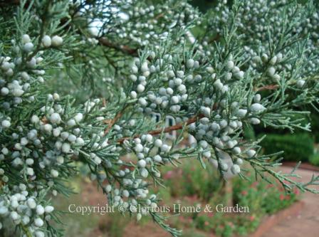 Juniperus virginian