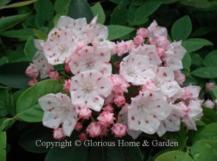 Kalmia latifolia