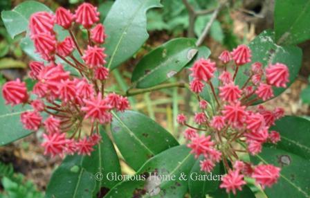 Kalmia latifolia 'Sarah' has bright pink flowers.