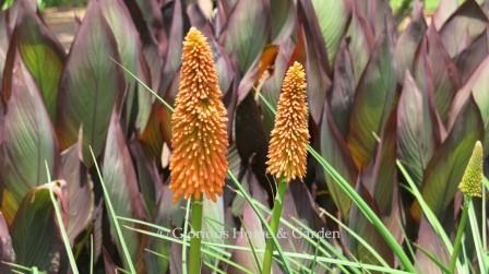 Kniphofia 'Lola,' has orange flowers and can grow from 4 to 7ft. tall.
