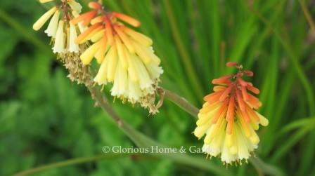 Kniphofia 'Nose Job' has flowers which are white at the bottom, then change to yellow and then orange at the top.  It grows from 3 to 3 1/2ft. tall.