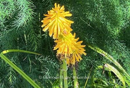 Kniphofia 'Shining Sceptre' has striking golden yellow flowers and can reach a height of 5 to 8ft.