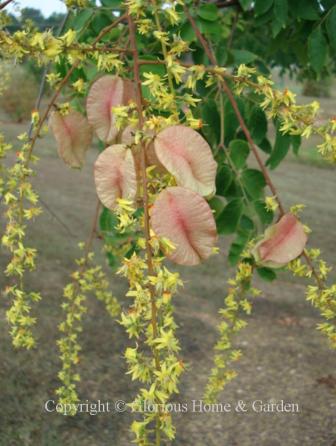 Koelreuteria bipinnata