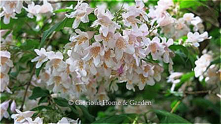 Kolkwitzia amabilis, beautybush, is an old-fashioned shrub that is not very common in our gardens.  The flowers, of a pale pink with yellow throat are borne in clusters and cover the shrub in late-spring