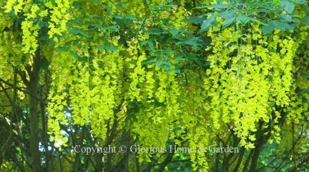 Laburnum x watereri