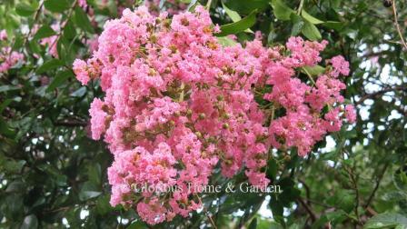 Lagerstroemia indica 'Choctaw'