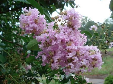 Lagerstroemia indica 'Lipan'