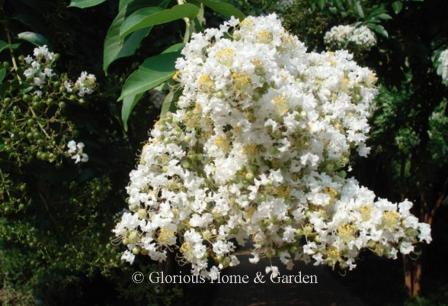 Lagerstroemia indica 'Natchez'