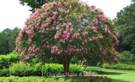 Lagerstroemia x 'Osage'