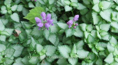 Lamium maculatum Beacon Silver