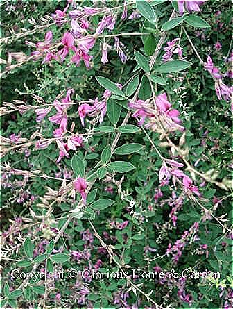 Lespedeza thunbergii is member of the pea family with long arching stems laden with rose-pink flowers.