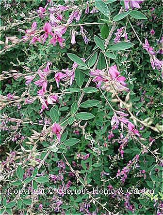 Lespedeza thunbergii