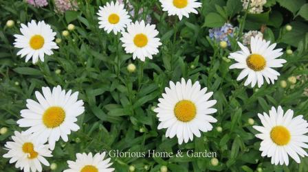 Leucanthemum x superbum 'Becky'