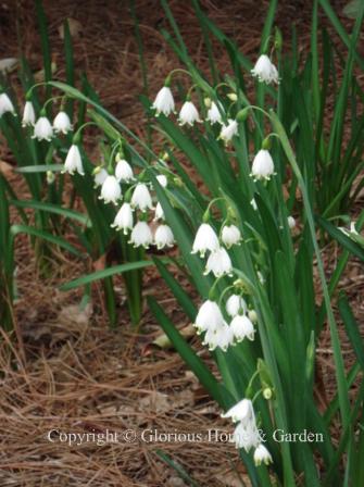 Leucojum aestivum 'Gravetye Giant'