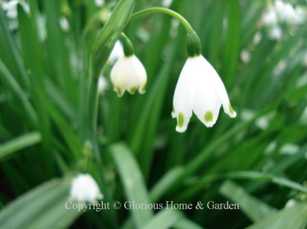 Leucojum vernum