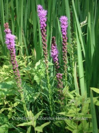 Liatris spicata