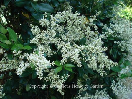 Ligustrum japonicum