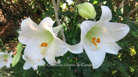 Lilium candidum, Madonna lily.  This is a large pure white outward-facing trumpet lily with a lovely fragrance.  Blooms in mid-summer.  Toxic to cats.