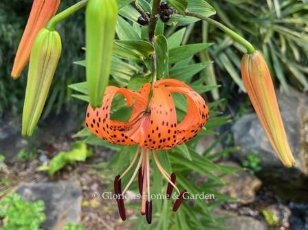 Lilium lancifolium.  The tiger lily is an Asian species in bright orange with dark spots.  The peatals are recurved giving it it's other common name of Turk's cap lily.