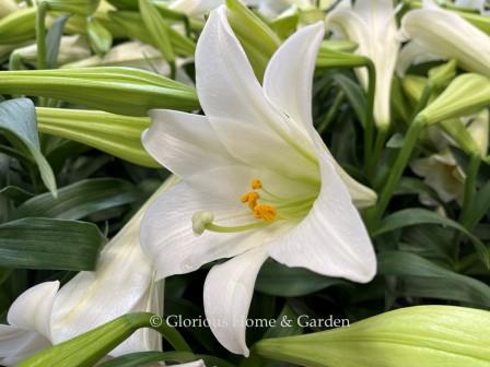 Lilium longiflorum, Easter lily. This is the beloved pure white lily sold everywhere at Easter time, but it is interesting that the lilies have to be forced into bloom for Easter because their normal bloom time is in the summer.