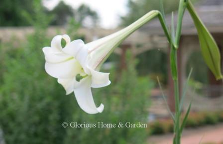 Lilium philippenense