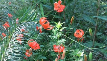 Lilium pumilum.  Coral lily is a miniature Turk’s cap type of lily with bright coral-red lightly spotted flowers and narrow, grassy foliage.