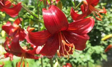 Lilium 'Red Velvet' is an Asiatic lily in dark red with shiny curved petals.
