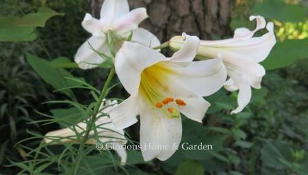 Lilium regale 'Album' is the pure white version of the regal lily.