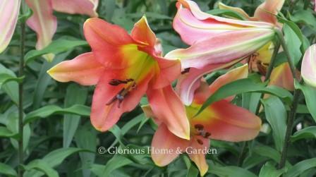 Lilium 'Satisfaction' is an Oriental lily in pink with a yellow heart.
