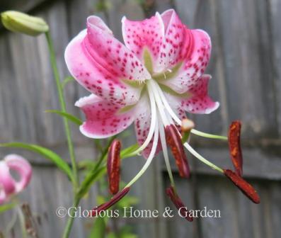 Lilium speciosum var. rubrum 'Uchida'