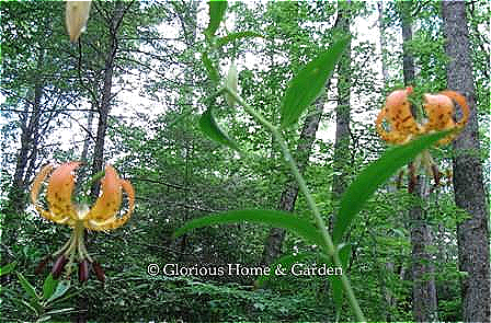 Lilium superbum, Turk's cap lily. This lily is native to the eastern and central U.S. where it occurs near wetlands and moist woodlands.  The spotted orange blooms recurve giving it a turban effect.