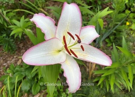 Lilium 'The Edge' is an Oriental lily hybrid in bright white with purple edges, and a soft yellow line down the center of each petal and sepal.  Fragrant.