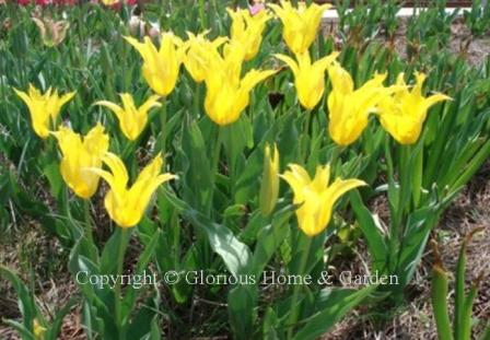 A lily-flowered tulip, Division 6, in solid yellow.