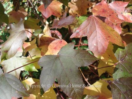 Liquidambar styraciflua