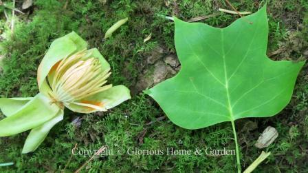 Liriodendron tulipifera