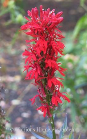 Lobelia cardinalis